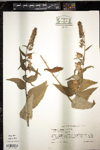 Campanula rapunculoides image