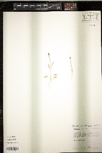 Campanula uniflora image