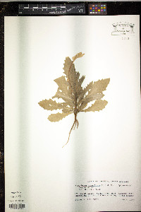 Hippobroma longiflora image