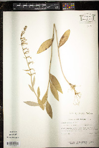 Lobelia amoena image