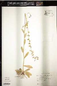 Lobelia appendiculata image