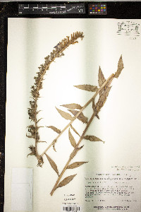 Lobelia elongata image