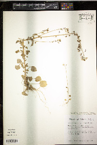 Lobelia homophylla image