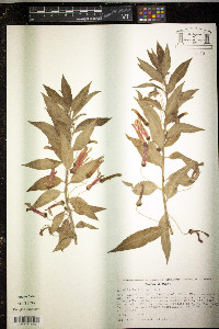 Lobelia laxiflora image