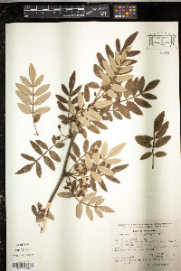 Bursera cuneata image