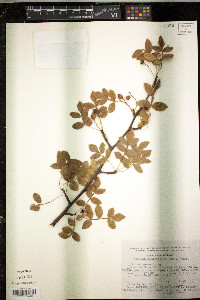 Bursera glabrifolia image