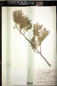 Bursera morelensis image