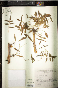 Bursera multijuga image