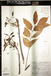 Bursera simaruba image