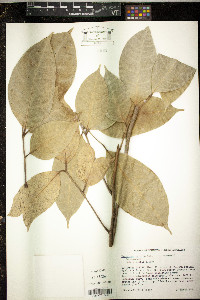 Dacryodes excelsa image