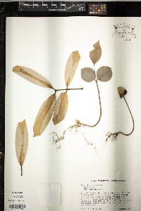Dacryodes excelsa image