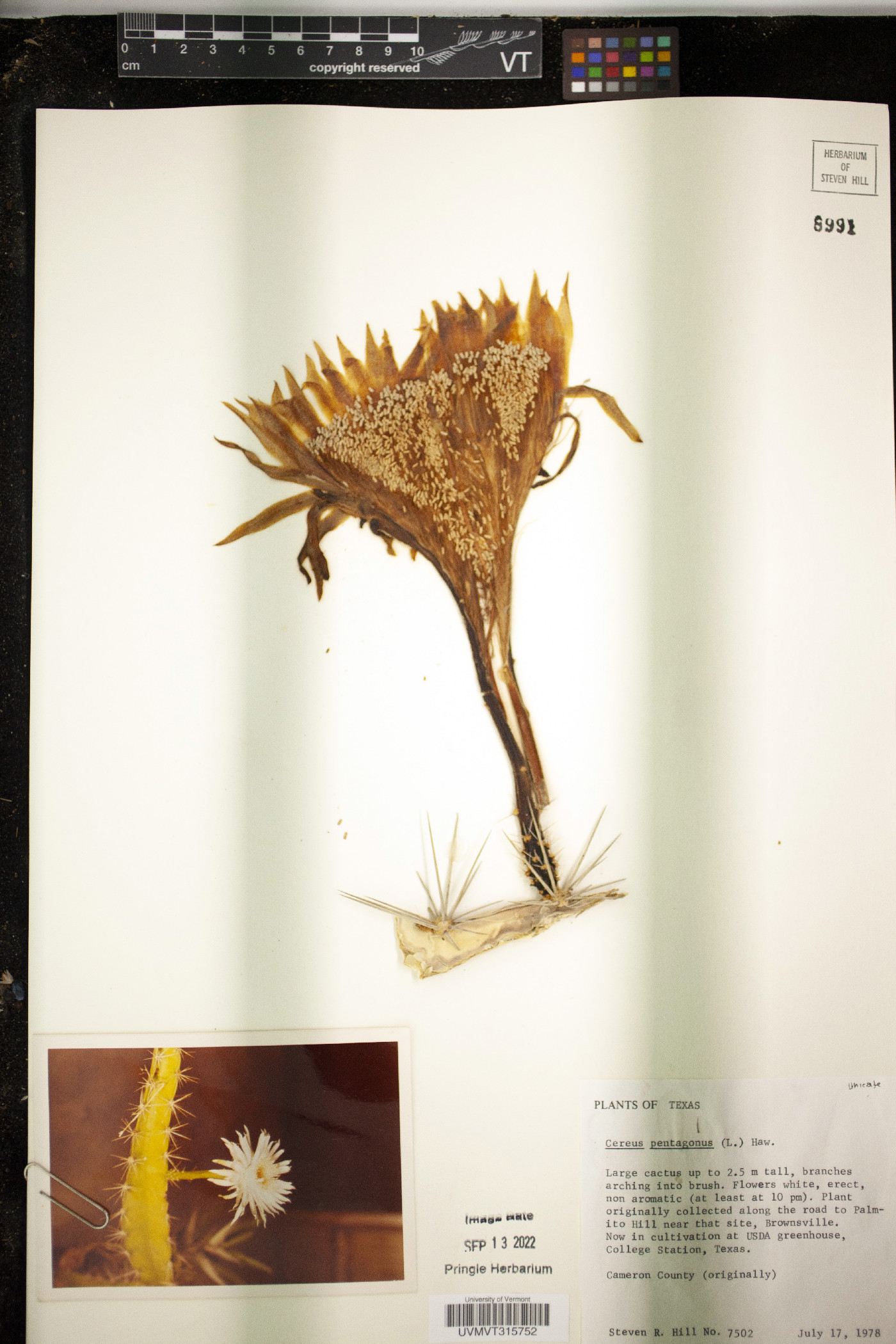 Acanthocereus tetragonus image