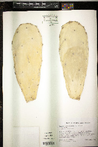 Opuntia cochenillifera image