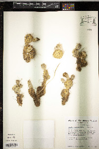 Opuntia fragilis image