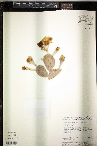 Opuntia humifusa image
