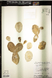 Opuntia humifusa image
