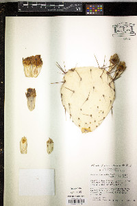 Opuntia phaeacantha var. major image