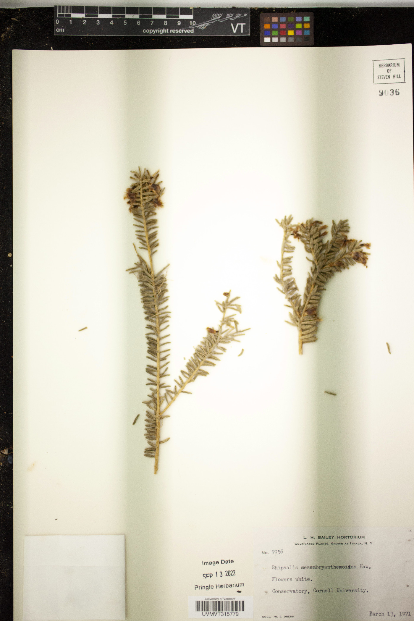 Rhipsalis mesembryanthemoides image
