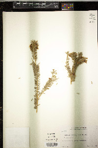 Rhipsalis mesembryanthemoides image