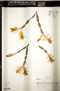 Schlumbergera bridgesii image