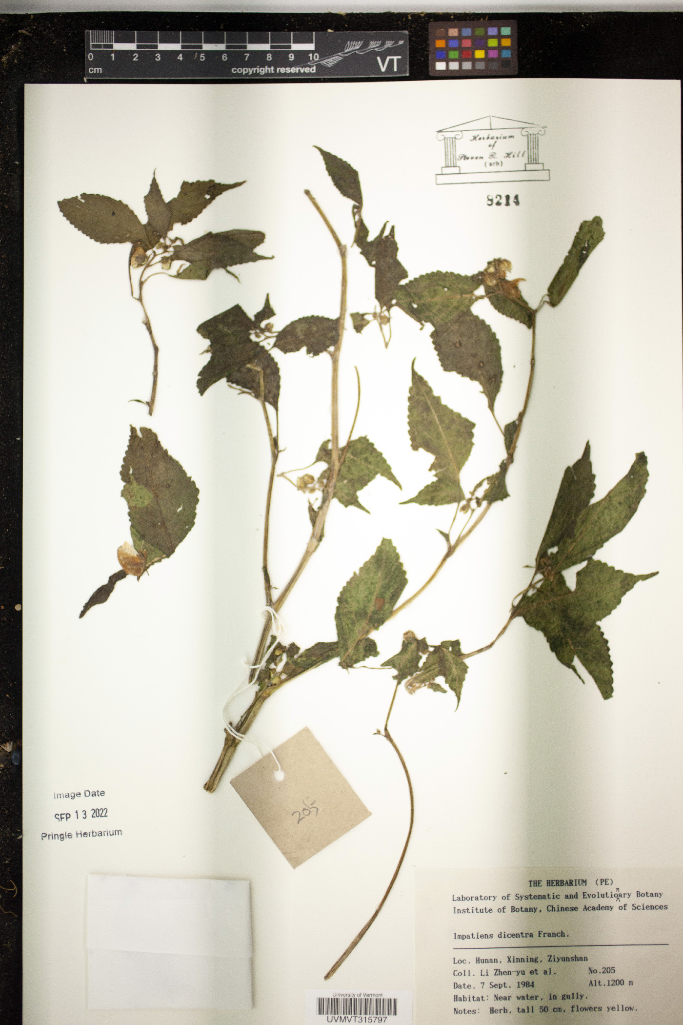 Impatiens dicentra image