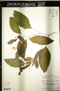 Impatiens pallida image