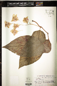 Begonia maculata image