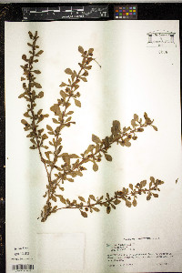 Berberis thunbergii image