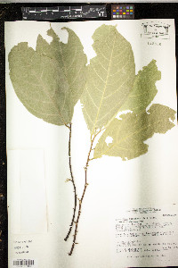 Media resource of Quararibea turbinata