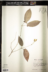 Bignonia capreolata image
