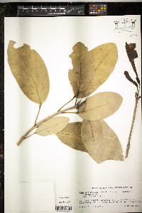 Tabebuia heterophylla image