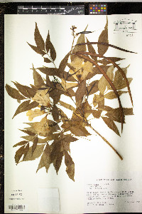 Tecoma stans image