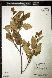 Alnus sinuata image