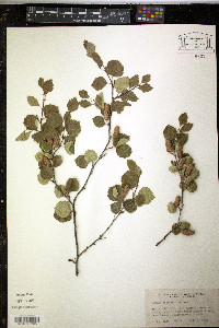Betula occidentalis image