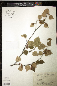 Betula platyphylla image
