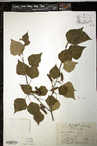 Betula platyphylla image