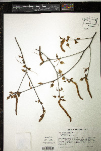 Betula populifolia image