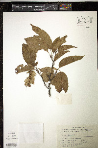 Carpinus viminea image