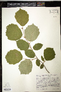 Corylus cornuta image