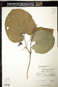 Aristolochia macrophylla image