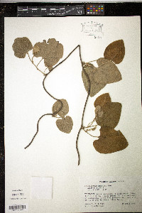 Isotrema tomentosa image