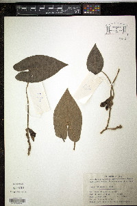 Media resource of Asarum wulingense