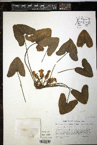 Hexastylis arifolia var. arifolia image