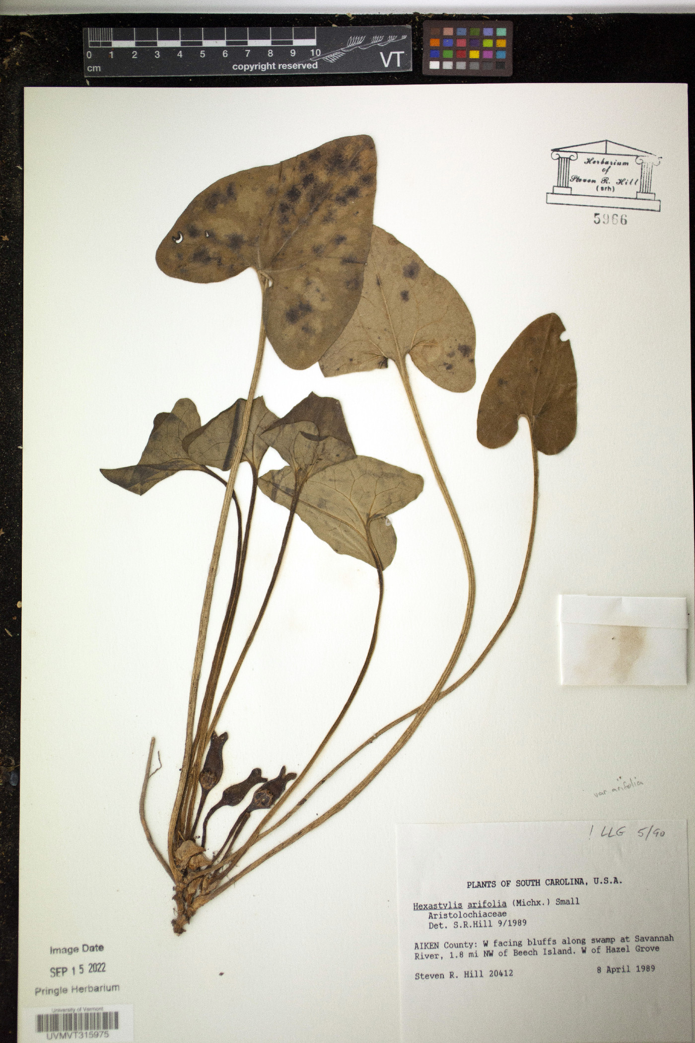 Hexastylis arifolia var. arifolia image