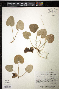 Hexastylis shuttleworthii image