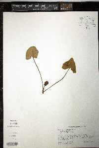 Hexastylis speciosa image