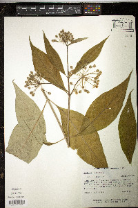 Asclepias exaltata image