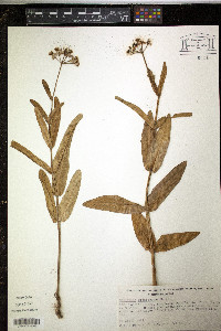 Asclepias glaucescens image