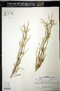 Asclepias hirtella image