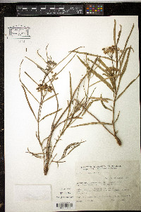 Asclepias mellodora image